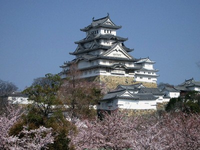 Japan cherry blossom