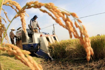 A wheat farm in eastern China, where the government is making a big investment in genetically modified crops. (Photo by Imaginechina via AP Images)