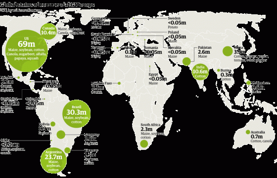 A map of GM crops around the world in 2011. Newly industrialized countries like Brazil, India and China are embracing GMO's. (Courtesy The Guardian )