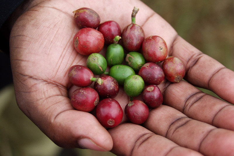 Cherries from a Coffee arabica plant, before the seeds are removed, dried and roasted. (Photo by Rodrigo via Flickr)