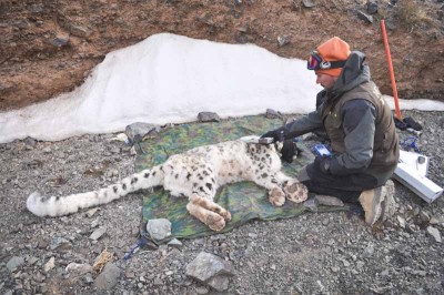 Orjan Johansson of the Snow Leopard Trust puts a GPS collar on a sedated cat in Mongolia. (Photo courtesy Snow Leopard Trust)