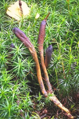 Cordyceps ophioglossoides also know as yartsa gunbu and Chinese caterpillar fungus grows out of the larvae of ghost moths buried in the soil. (Photo courtesy Daniel Winkler)