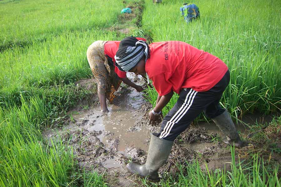 Members of the Camara Women's Collective at work farming rice before the flooding in February. (Photo courtesy Susan Partnow)