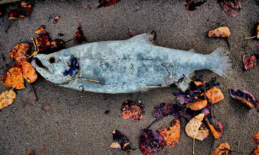 A salmon carcass on the banks of the Fraser River in British Columbia. Salmon spawn in Canadian rivers, but pass through American waters and are caught by Washington fishermen. (Photo by Todd Gordon Brown)