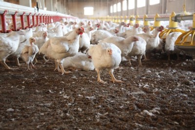 Bird flu export ban Washington and Oregon.