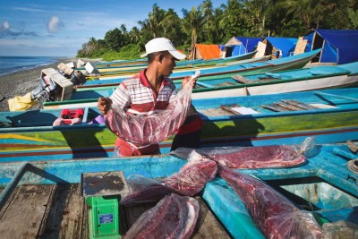 Tuna loins are offloaded at Waepure, one of the Indonesian fishing villages involved in the new Fair Trade tuna program. (Photo by Paul Hilton / Fair Trade USA)