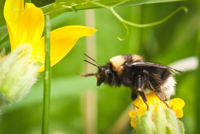 Bumblebee (Photo courtesy Common Acre)