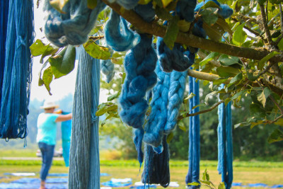 Yarns dyed with natural indigo hang on a tree at the Jubilee Farm. (Photo by Carolyn Higgins)