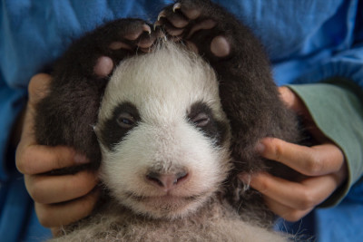 Getting pandas to mate in capitvity, and then releasing babies that will thrive in the wild isn't easy, Vitale found out. (Courtesy photo by Ami Vitale)