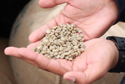 Efrem Fesaha, founder and CEO of Boon Boona Coffee, holds un-roasted coffee beans that he imports to the U.S. and Canada for the traditional East African coffee ceremony. (Video still by Anna DiBlosi)